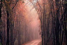 爱游戏体育平台-步行者擒狼队，萨博尼斯助攻助队连胜